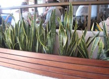 Kwikfynd Indoor Planting
tranmerenorth