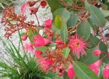 Kwikfynd Native Gardens
tranmerenorth