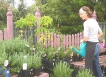Kwikfynd Plant Nursery
tranmerenorth