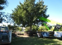 Kwikfynd Tree Management Services
tranmerenorth