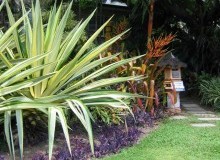 Kwikfynd Tropical Landscaping
tranmerenorth